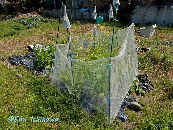 grp0326222738.jpg 700��525 214K