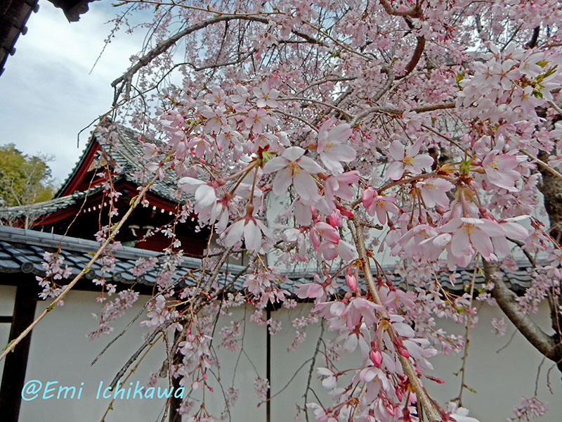 grp0330232102.jpg 800��600 220K