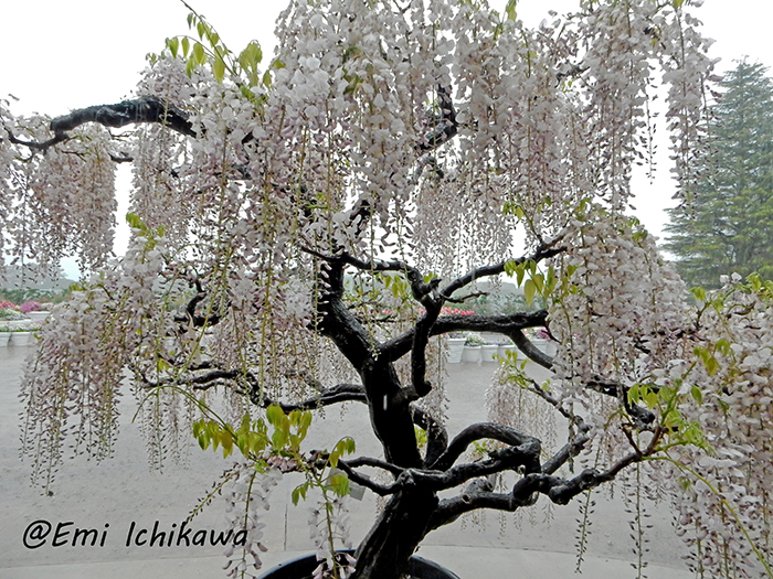 grp0410232338.jpg 700��525 466K